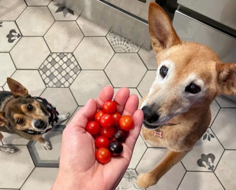 Dogs excited to eat the fresh tomatoes