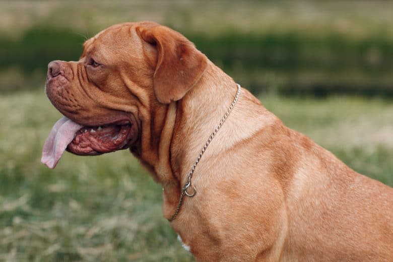 A Dogue de Bordeaux wearing a chain and sticking its tongue out