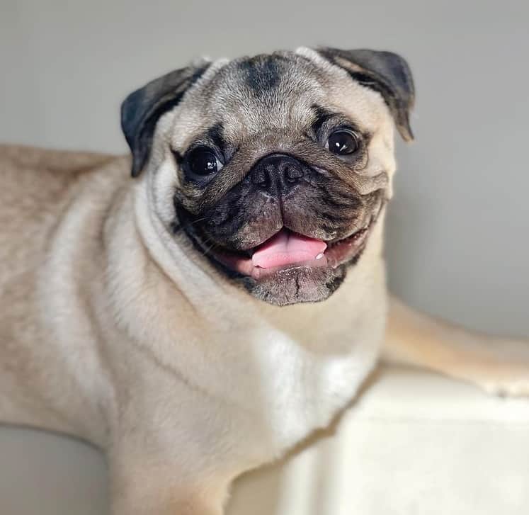 An eight-year-old smiling Pug puppy