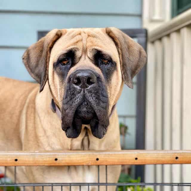 An English Mastiff dog standing outside a house, looking directly at the camera