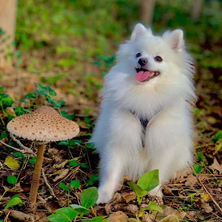 A Pomeranian looking excited at the sight of a mushroom