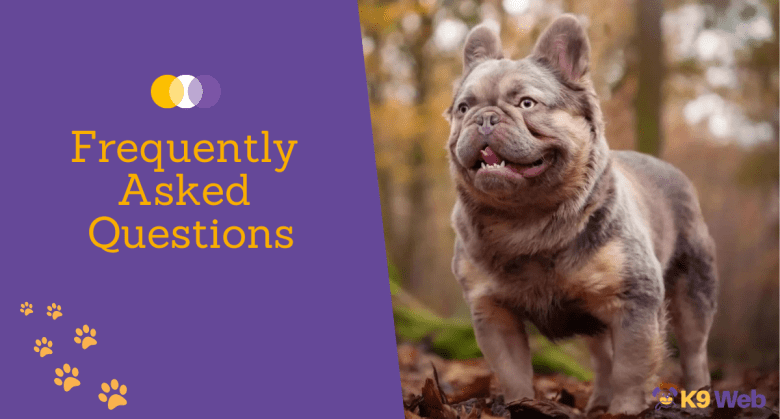 FAQ about Fluffy Frenchie