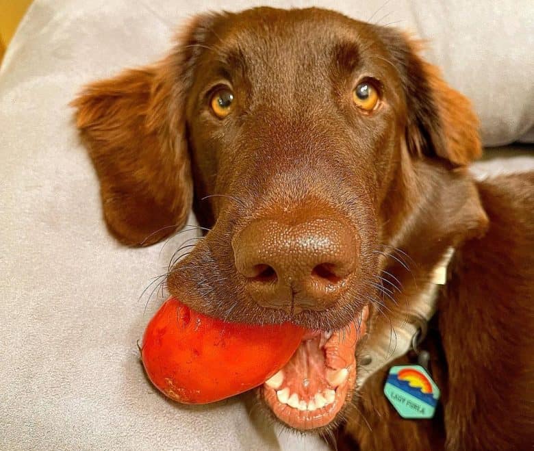 Flat Coated Retriever chewing tomato