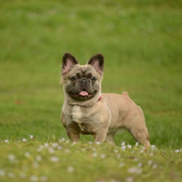 A Fluffy French Bulldog walking on the grass, smiling