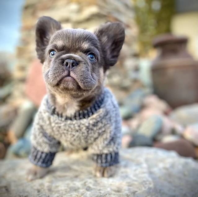 A Fluffy French Bulldog, in a sweater, standing on a rock
