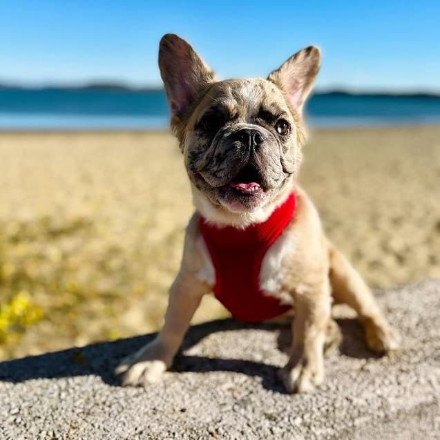 A Fluffy French Bulldog puppy standing by the beach, smiling