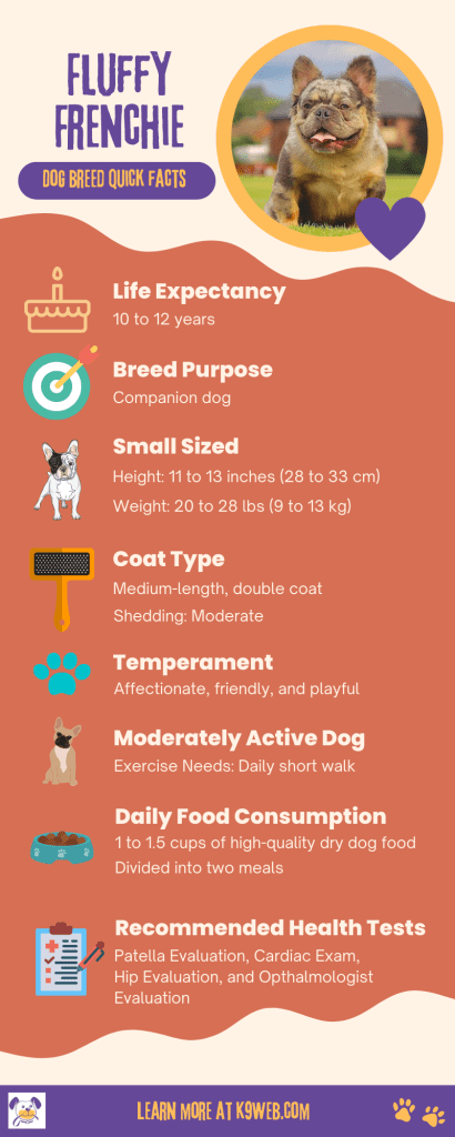 Fluffy Frenchie Infographic