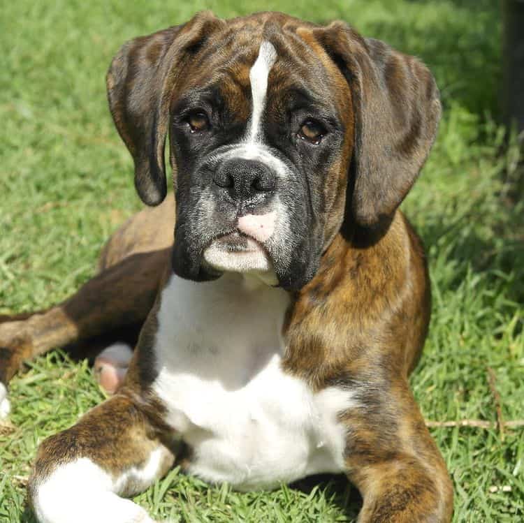 A four-month-old brindle Boxer puppy lying on the grass