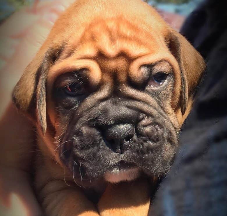 A four-week-old Boxer puppy in its owner's arms