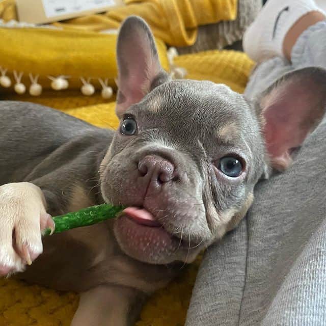 A French Bulldog eating a treat while lying on the bed