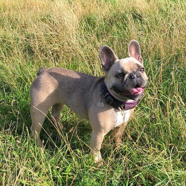 A smiling French Bulldog standing on the grass, under the sun