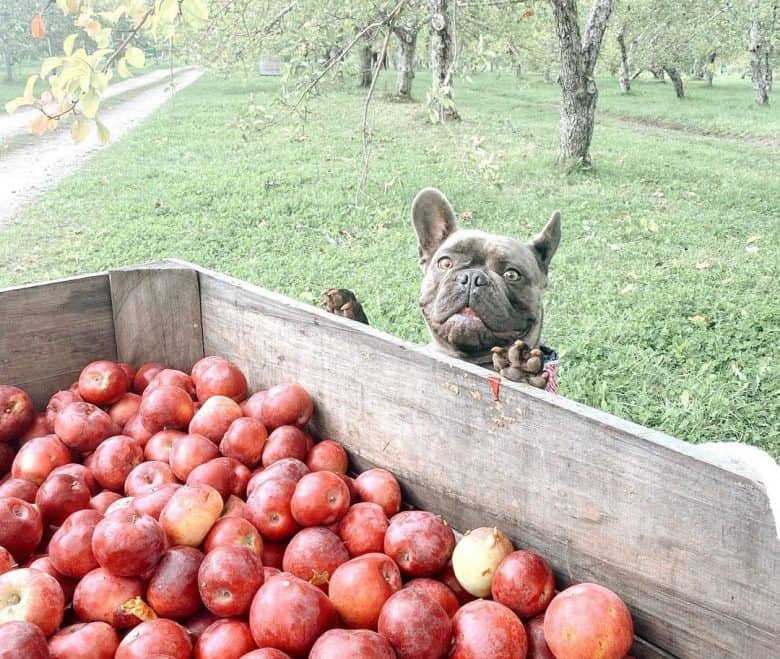 French Bulldog looking at the pile of apples