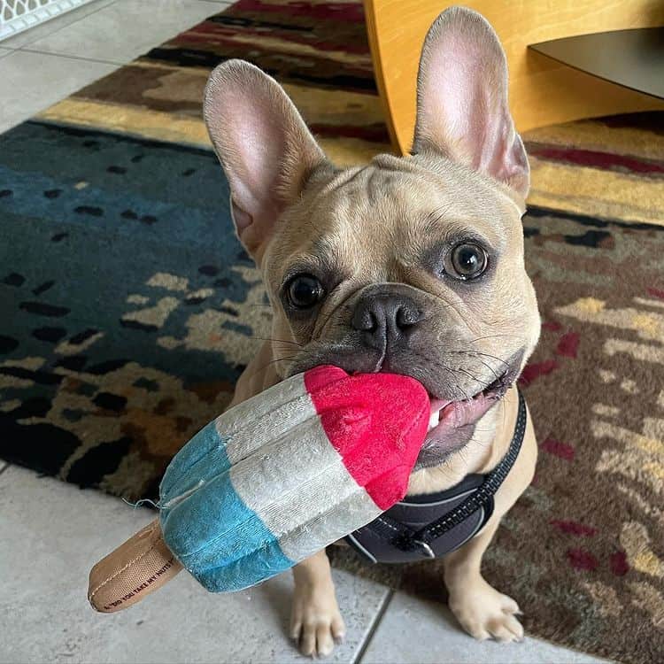 A French Bulldog standing indoors, holding a popsicle-shaped stuffed toy between its teeth