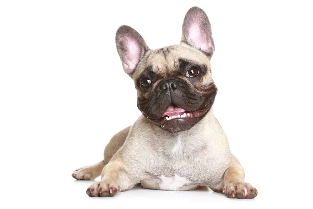 A French Bulldog lying on its stomach, smiling, on a white background