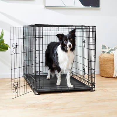 A black-and-white dog inside a wire dog crate