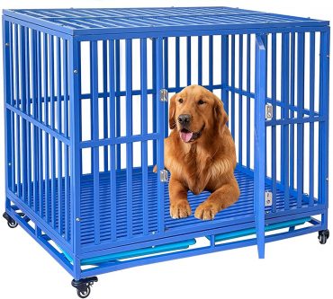 A Golden Retriever dog inside a blue heavy-duty metal dog crate