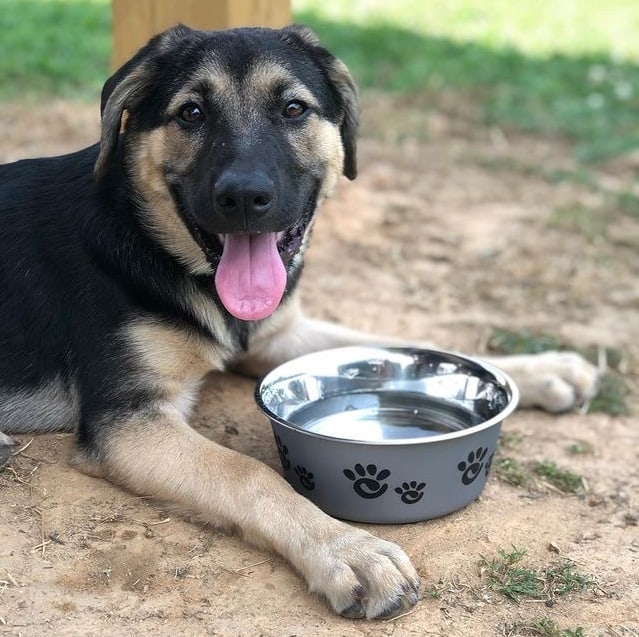 A German Shepherd Anatolian Shepherd Mix puppy, lying on the ground, with a bowl of water