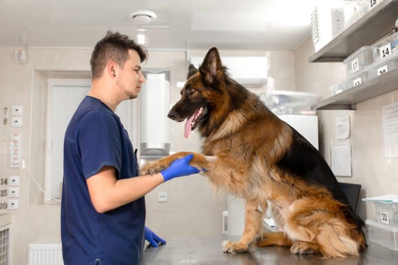 A friendly German Shepherd dog being examined by a veterinarian