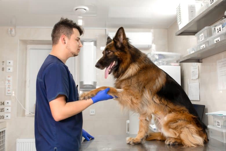 A friendly German Shepherd dog being examined by a veterinarian