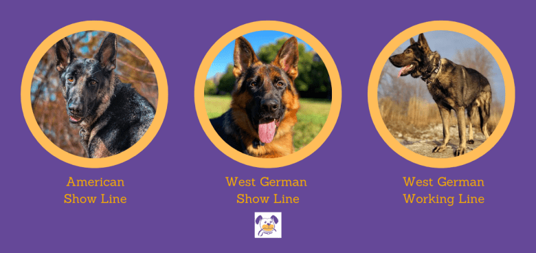 German Shepherd Bloodlines