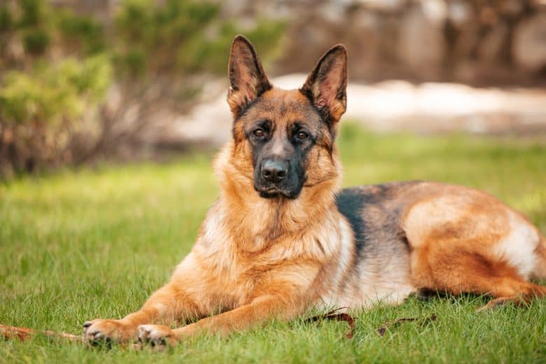 A German Shepherd lying on the grass at a park