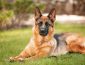 German Shepherd Dog Breed: Pictures, Colors, Bark, Characteristics, and Diet