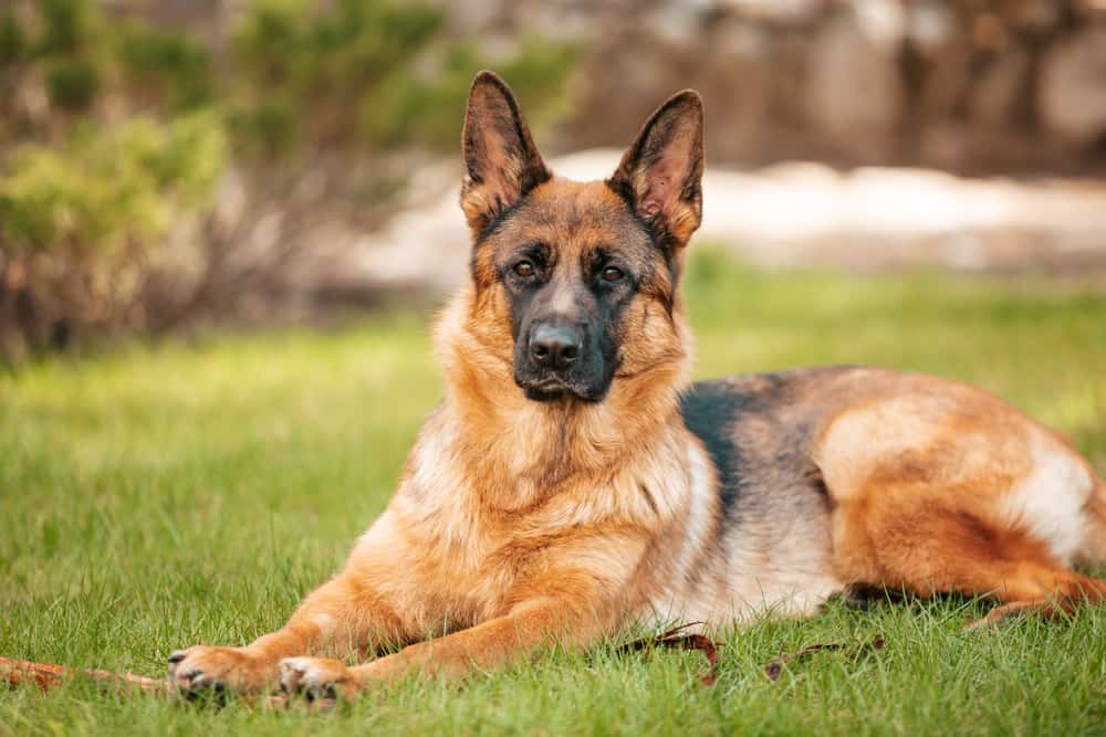 can 2 male german shepherds live together