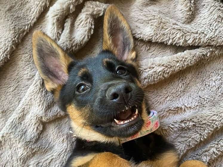 rare panda german shepherd puppies