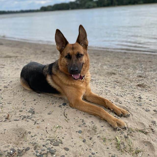 A German Shepherd dog lying on its stomach by the river