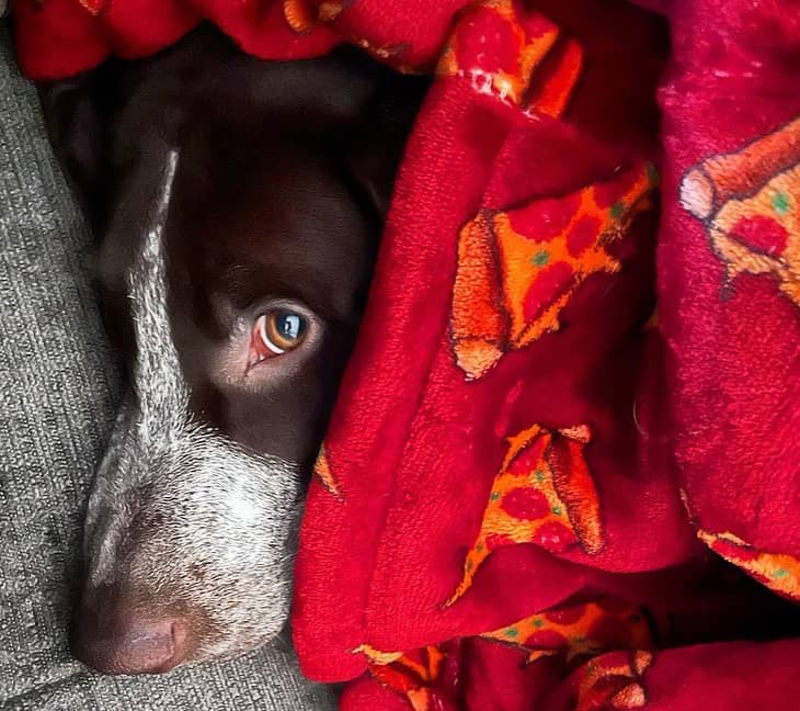 German Shorthaired Pointer hiding under the blanket