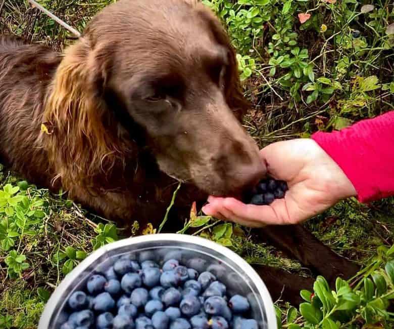German Spaniel dog being fed with blueberries by the owner