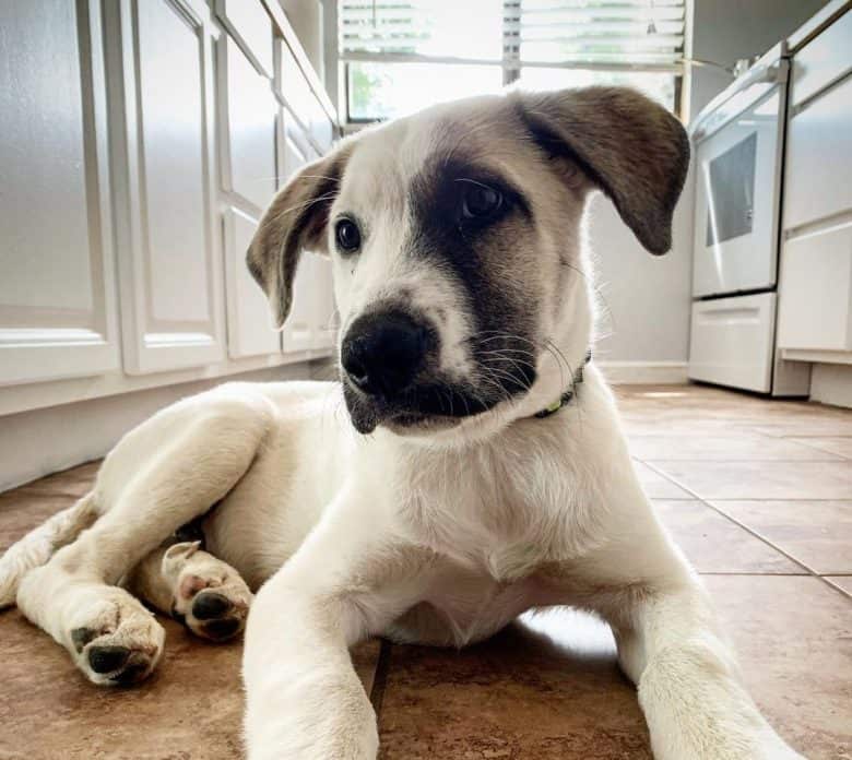 A Golden Retriever Anatolian Shepherd Mix puppy lying on the kitchen floor