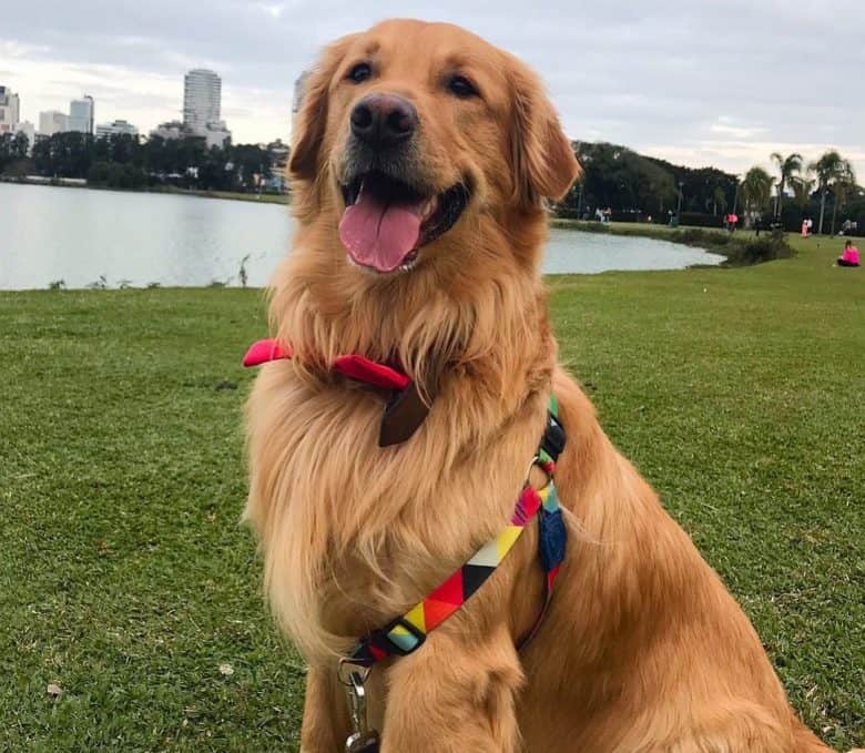 Golden Retriever chilling near the lake
