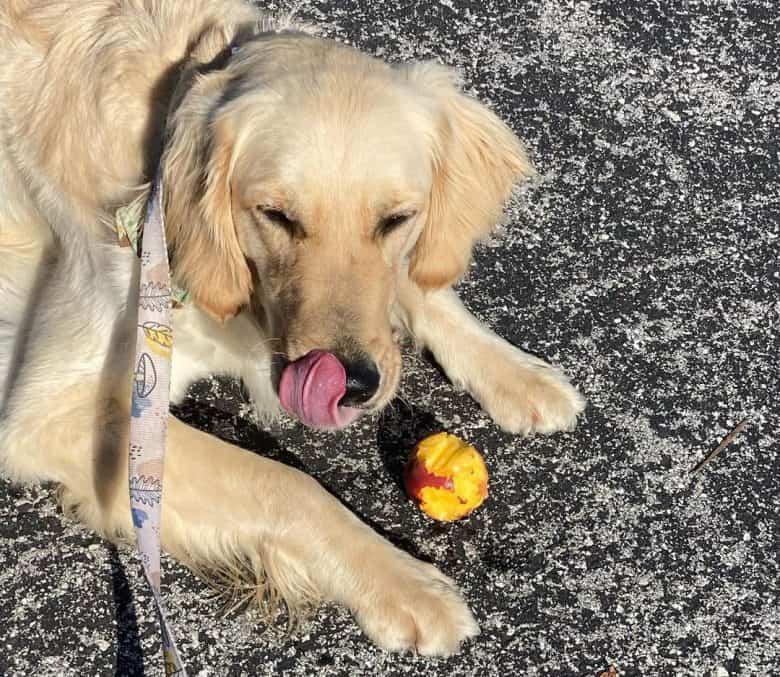 Golden Retriever enjoy eating a peach