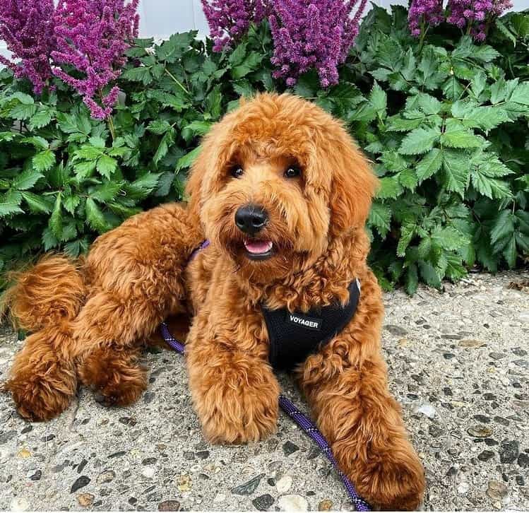 A Goldendoodle puppy resting among plants