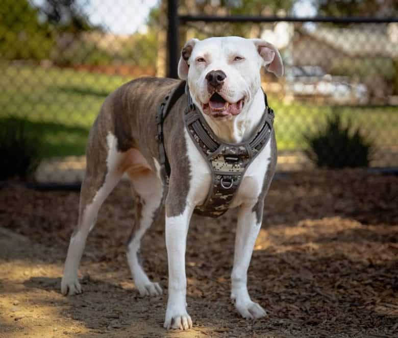 Gorgeous American Staffordshire Terrier wearing dog harness
