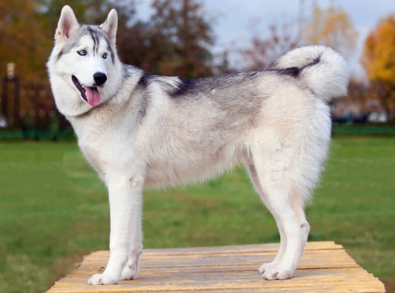 Siberian Husky Growth and Weight Chart (Male & Female) The Complete
