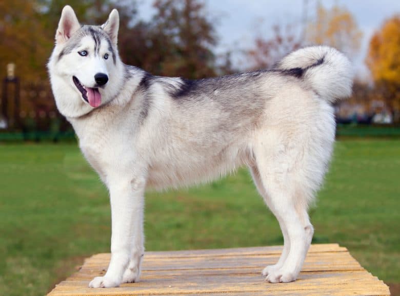 Portrait of a young blue-eyed Siberian Husky