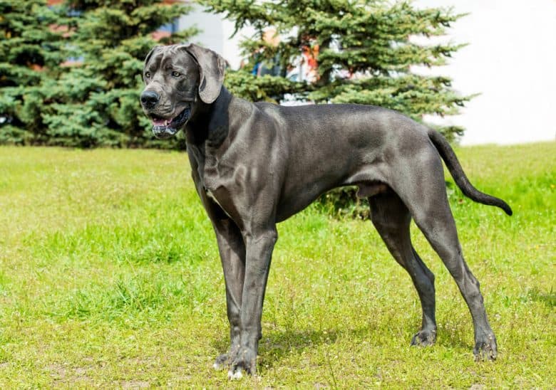 Great Dane standing under the sun
