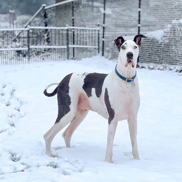 A black-and-white Great Dane dog standing on the snowy ground