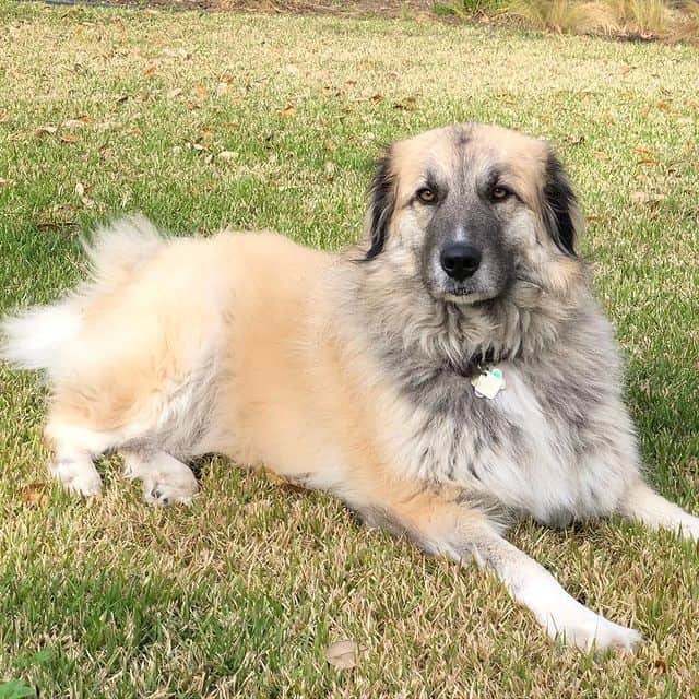 The Loving Independent Anatolian Shepherd Dog All You Need To