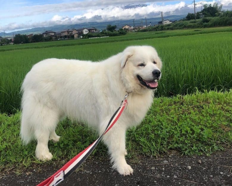Great Pyrenees dog strolling on the rice field