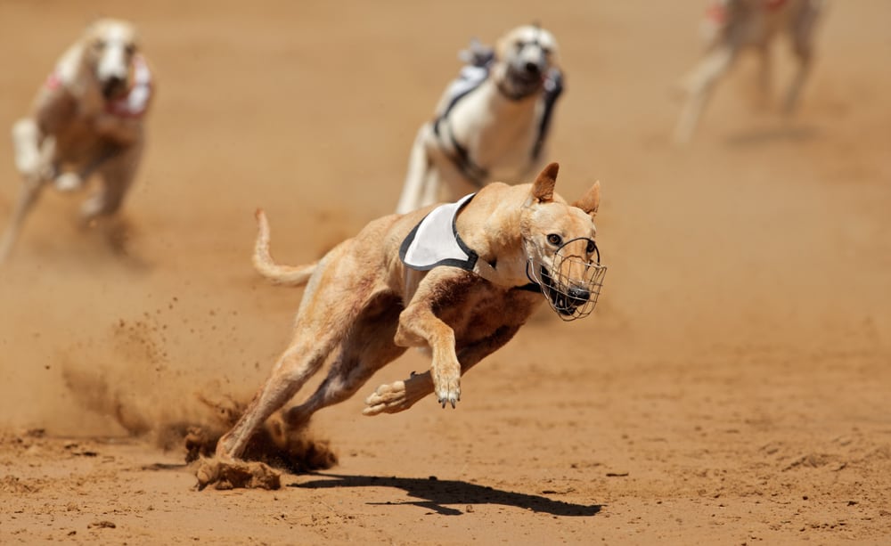 Greyhound at full speed during a race