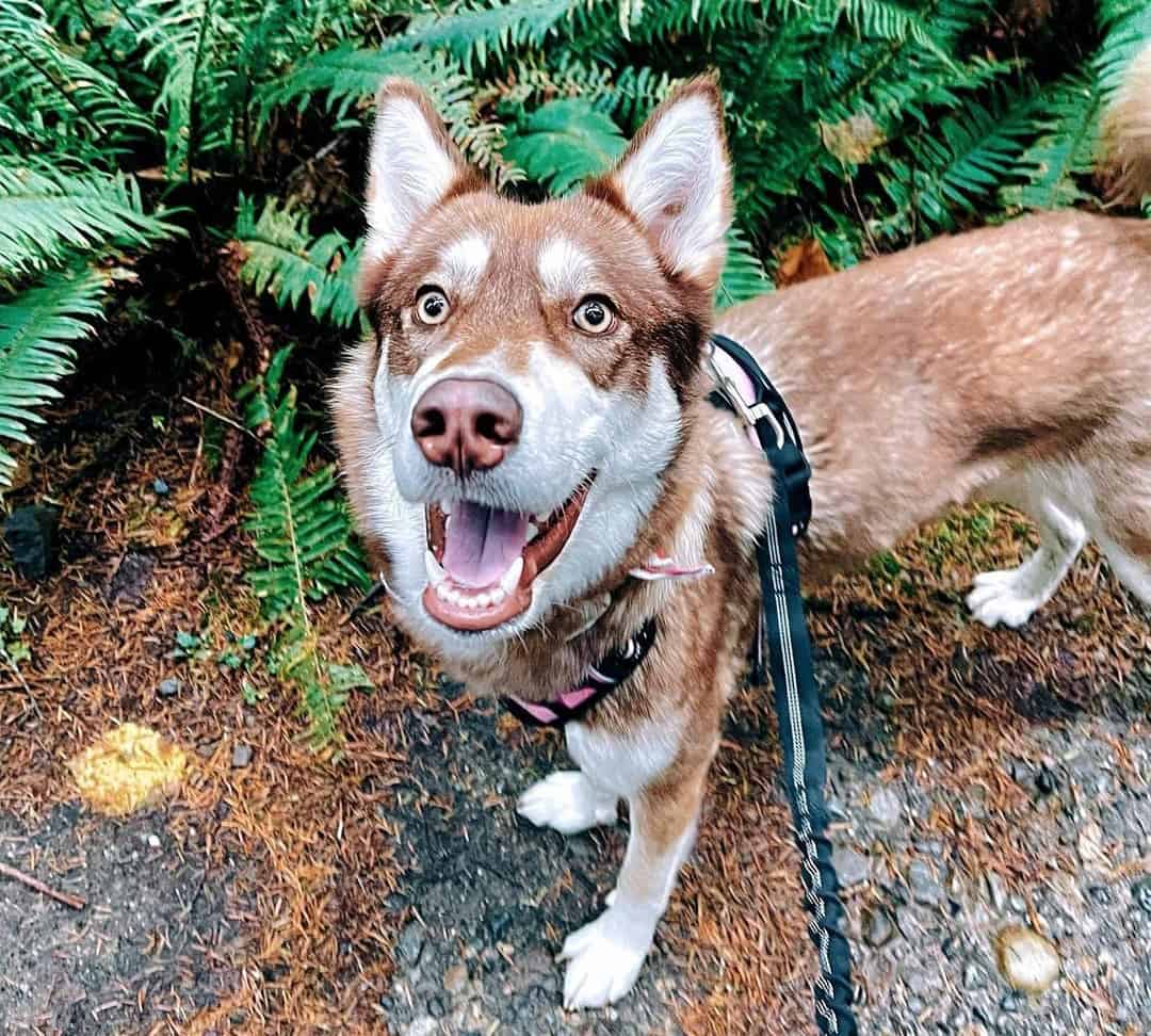 Siberian Husky Growth and Weight Chart (Male & Female) The Complete