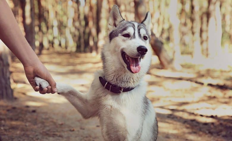 Adorable husky giving paw in forest