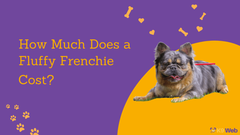 How much does a Fluffy Frenchie cost