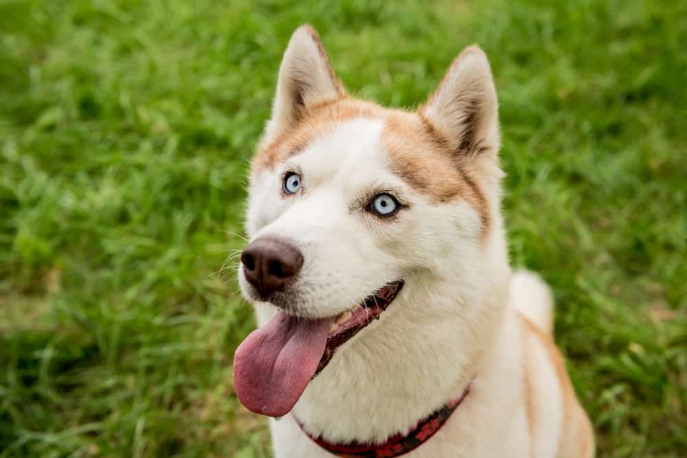 Portrait of a cute Husky dog