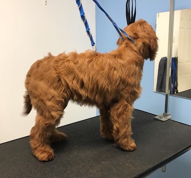 An Irish Doodle puppy at a pet grooming salon