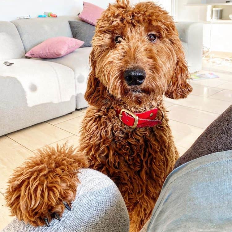 An Irish Doodle asking for attention