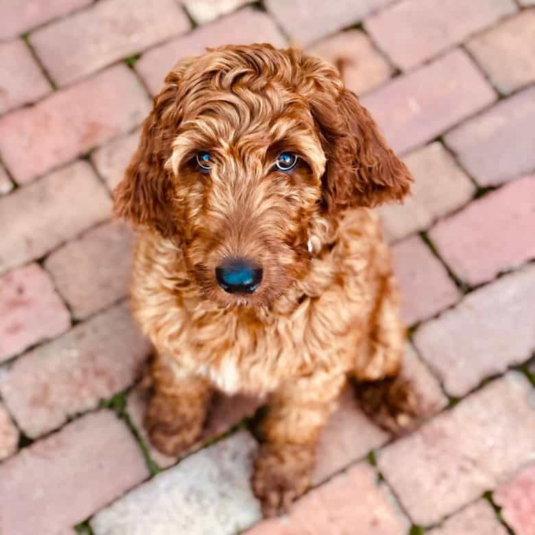 An Irish Doodle looking up from the brick ground